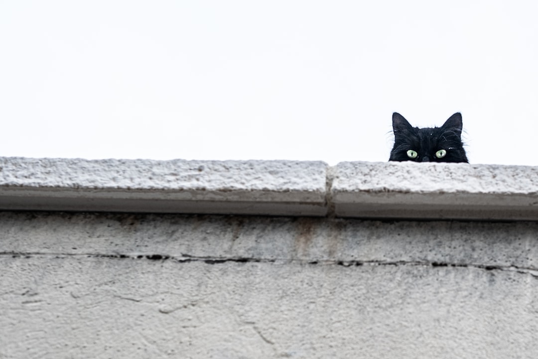 Photo Black cat